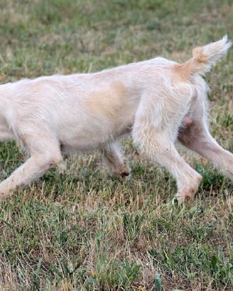Spinone Italiano da caccia