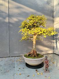 Acero Buergerianum