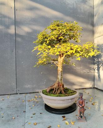 Acero Buergerianum