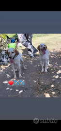 Cuccioli setter inglese