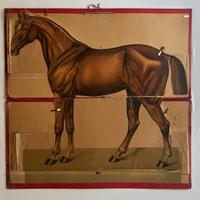 Tavole anatomia cavallo