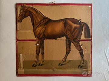 Tavole anatomia cavallo