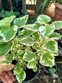 plectranthus 