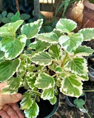 plectranthus 