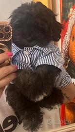 Maltipoo