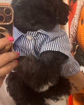 Maltipoo
