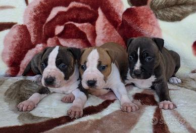 Cuccioli Amstaff con pedigree