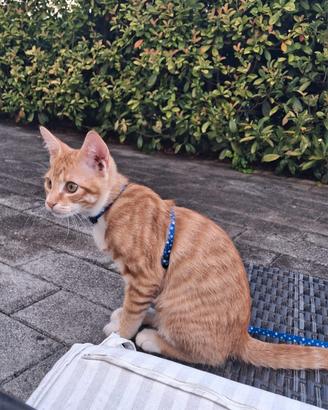 Gatto rosso europeo