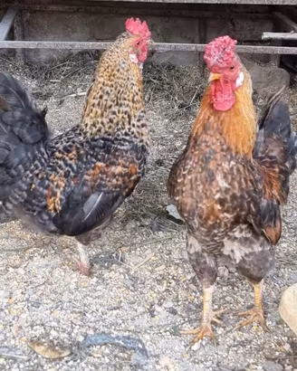 Galletti incrocio Legbar/Moroseta