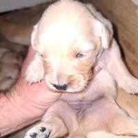 Cuccioli di Golden Retriever