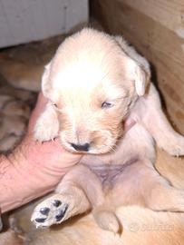 Cuccioli di Golden Retriever