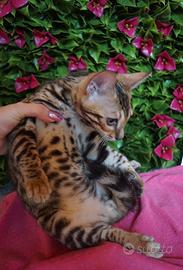 Gattini bengala Brown spotted tabby
