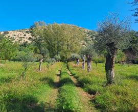 Terreno agricolo in Caserta