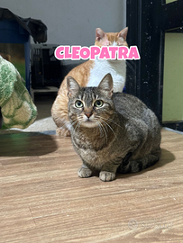 Cleopatra gatta tigrata di 7 anni