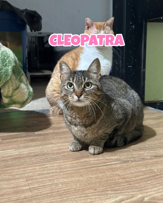 Cleopatra gatta tigrata di 7 anni