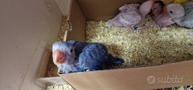 Pulli parrocchetti collare