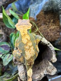Geco ciliatus