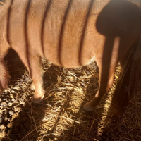 Mini pony