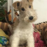 Fox terrier