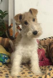 Fox terrier