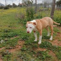 Cucciola di 9 mesi Amstaff