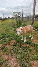 Cucciola di 9 mesi Amstaff