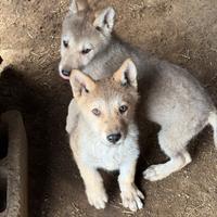 Cuccioli cane lupo