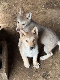 Cuccioli cane lupo
