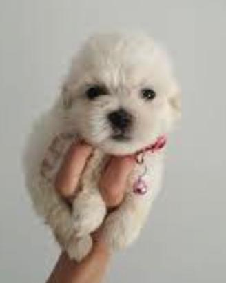 Maltesi mini Toy