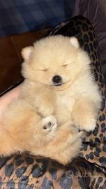 Spitz di Pomerania