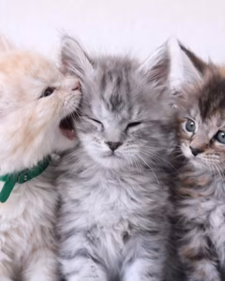Maine Coon cuccioli con pedigree