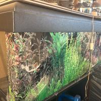 Acquario 80 lt