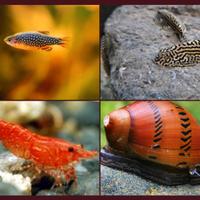 SuperOfferta-7 pesci- varietà pesci per acquario