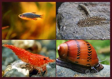 SuperOfferta-7 pesci- varietà pesci per acquario