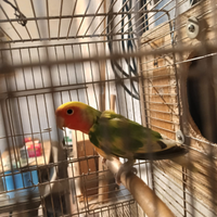 Inseparabile maschio