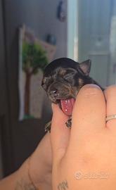 Cuccioli chihuahua toy/pinscher toy