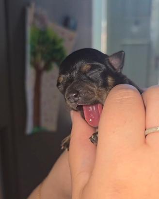 Cuccioli chihuahua toy/pinscher toy
