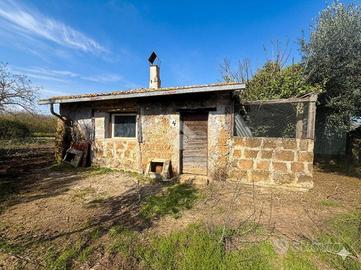 TER. AGRICOLO A BASSANO IN TEVERINA