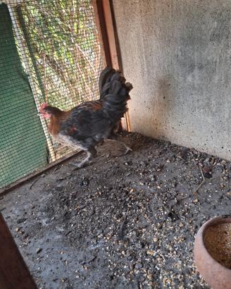 Gallo Marans