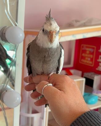 Calopsite faccia bianca