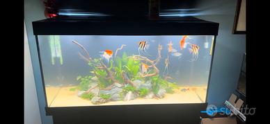 Avquario juwel rio 350 con supporto