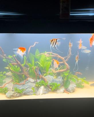 Avquario juwel rio 350 con supporto