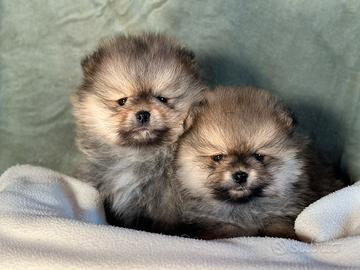 Cuccioli pomerania