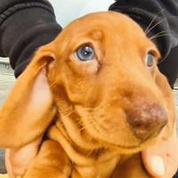 Bassotto tedesco nano kaninchen a pelo corto