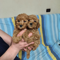 Barboncini Fulvo Toy