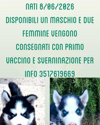 Cuccioli di siberian husky