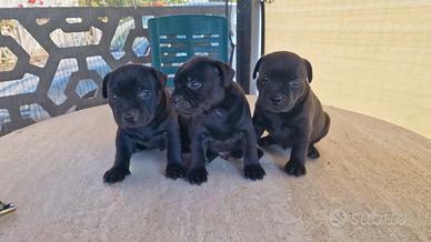 Staffordshire bull terrier staffy