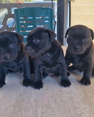 Staffordshire bull terrier staffy