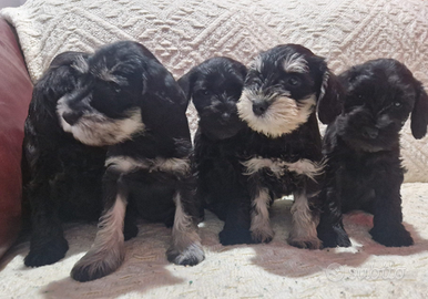 Schnauzer