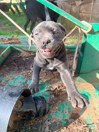 Cucciola di cane corso